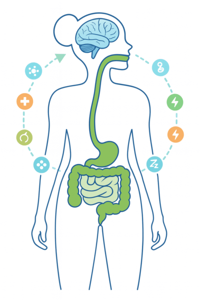 Illustration of the gut–brain axis showing a woman’s silhouette with the brain and digestive tract highlighted, representing how P84 supports healthy gut signaling and communication pathways.