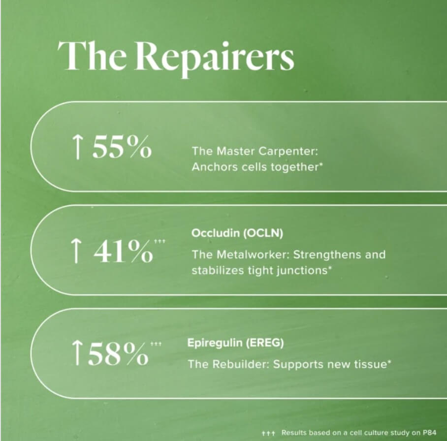 Infographic showing additional Repairer peptides activated by P84 — E-Cadherin increases 55% to anchor cells together, Occludin increases 41% to strengthen tight junctions, and Epiregulin increases 58% to support new tissue growth.