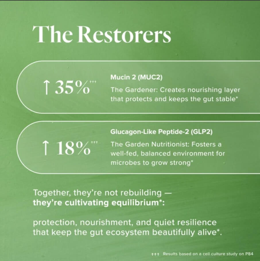 Infographic showing two Restorer peptides activated by P84 — MUC2 increases 35% to protect and stabilize the gut, and GLP-2 increases 18% to foster balanced microbial growth and gut nourishment.